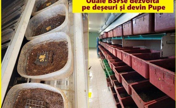 procesare mase afacere - AgroExpert.md