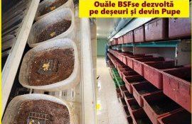 procesare mase afacere - AgroExpert.md