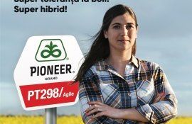 PT298 / Agile – hibridul de rapiță Pioneer® cu cel mai ridicat nivel de rezistență la scuturare