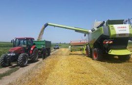 recolta grâu Moldova - AgroExpert.md