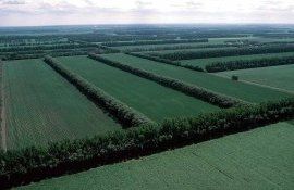 fâșii forestiere reabilitare - AgroExpert.md