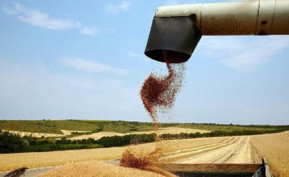 import grâu Egipt - AgroExpert.md