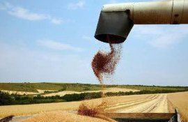 import grâu Egipt - AgroExpert.md