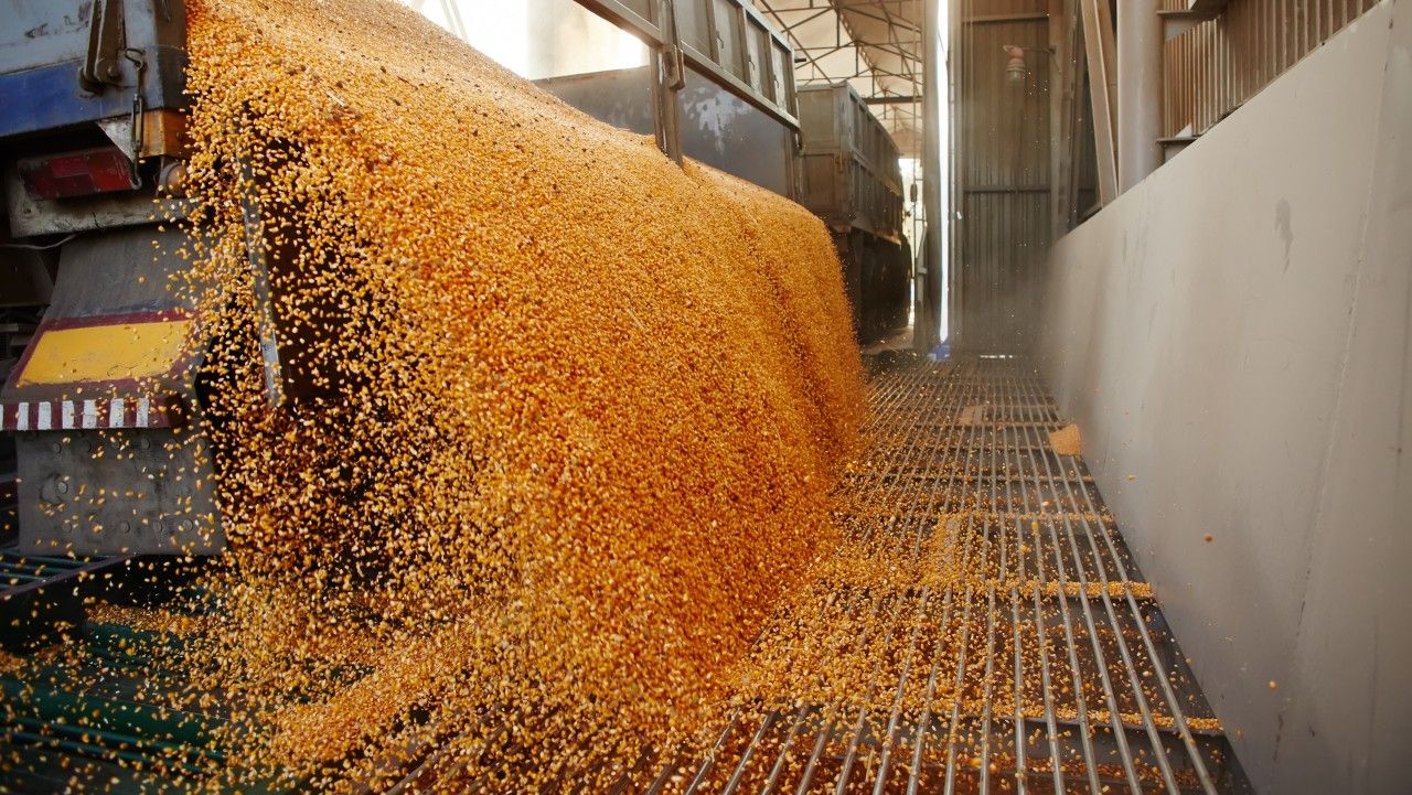 cereale prețuri recoltare - AgroExpert.md