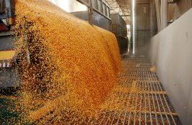 cereale prețuri recoltare - AgroExpert.md