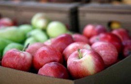 procesatori fermieri export - Agroexpert.md