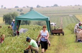 producțițe preț fermieri- Agroexpert.md