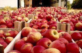 produse fermeiri export UE - AgroExpert.md