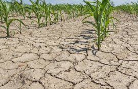 secetă Italia urgență - AgroExpert.md