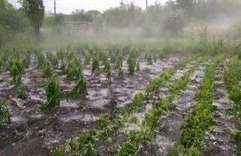 grindină culturi agricole - AgroExpert.md