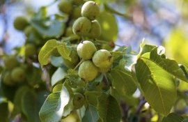 Impactul secetei asupra nucilor- AgroExpert.md