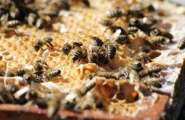 albine miere producție - AgroExpert.md