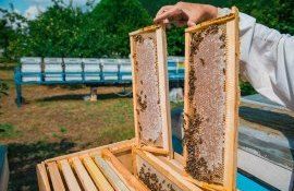 Ион Максим: «Надеемся, что к сентябрю оптовые цены на акациевый мед подрастут»