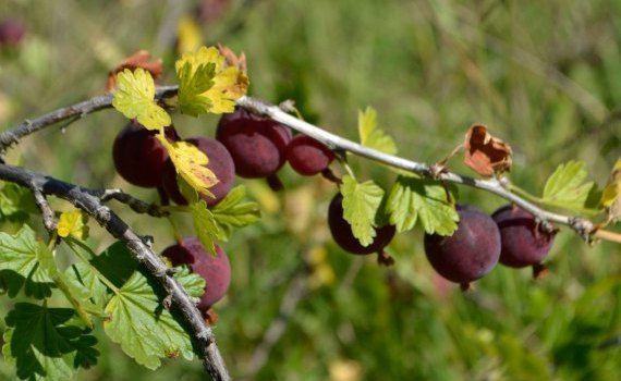 pomușoare bacifere - AgroExpert.md