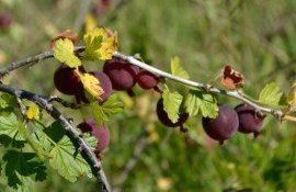 pomușoare bacifere - AgroExpert.md