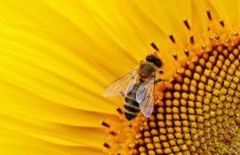 Ion Maxim: ”Utilizarea aplicației ”Beeprotect” este un prim pas pe care-l putem face pentru a preveni otrăvirea albinelor”