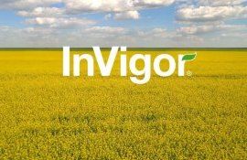 Alege hibrizii performanți de rapiță InVigor de la BASF