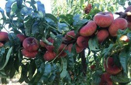 piersici export fermieri - AgroExpert.md