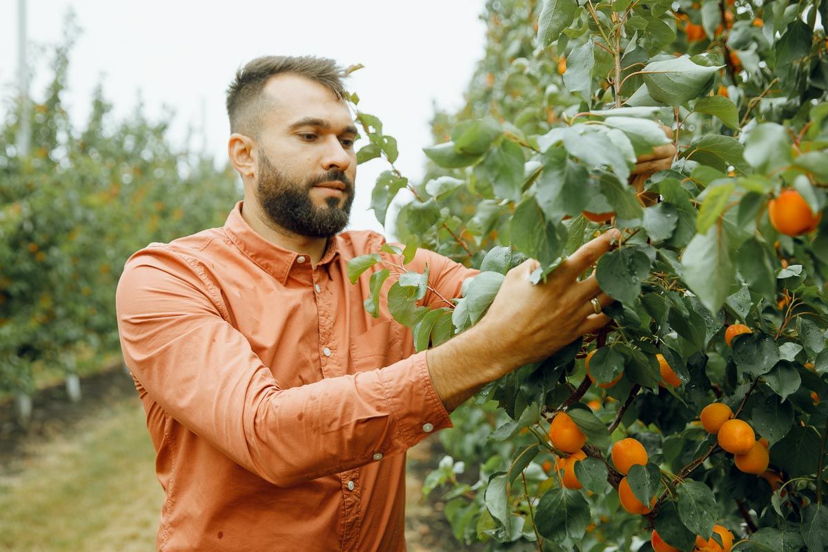 caise recoltă fermieri - AgroExpert.md