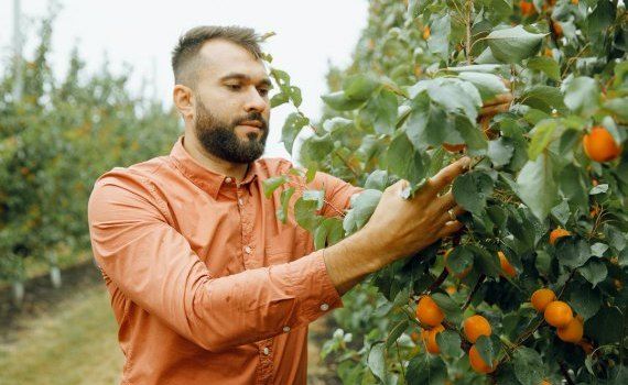 caise recoltă fermieri - AgroExpert.md