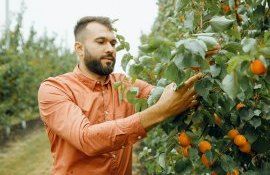 caise recoltă fermieri - AgroExpert.md
