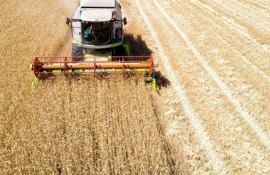 grâu cereale - AgroExpert.md