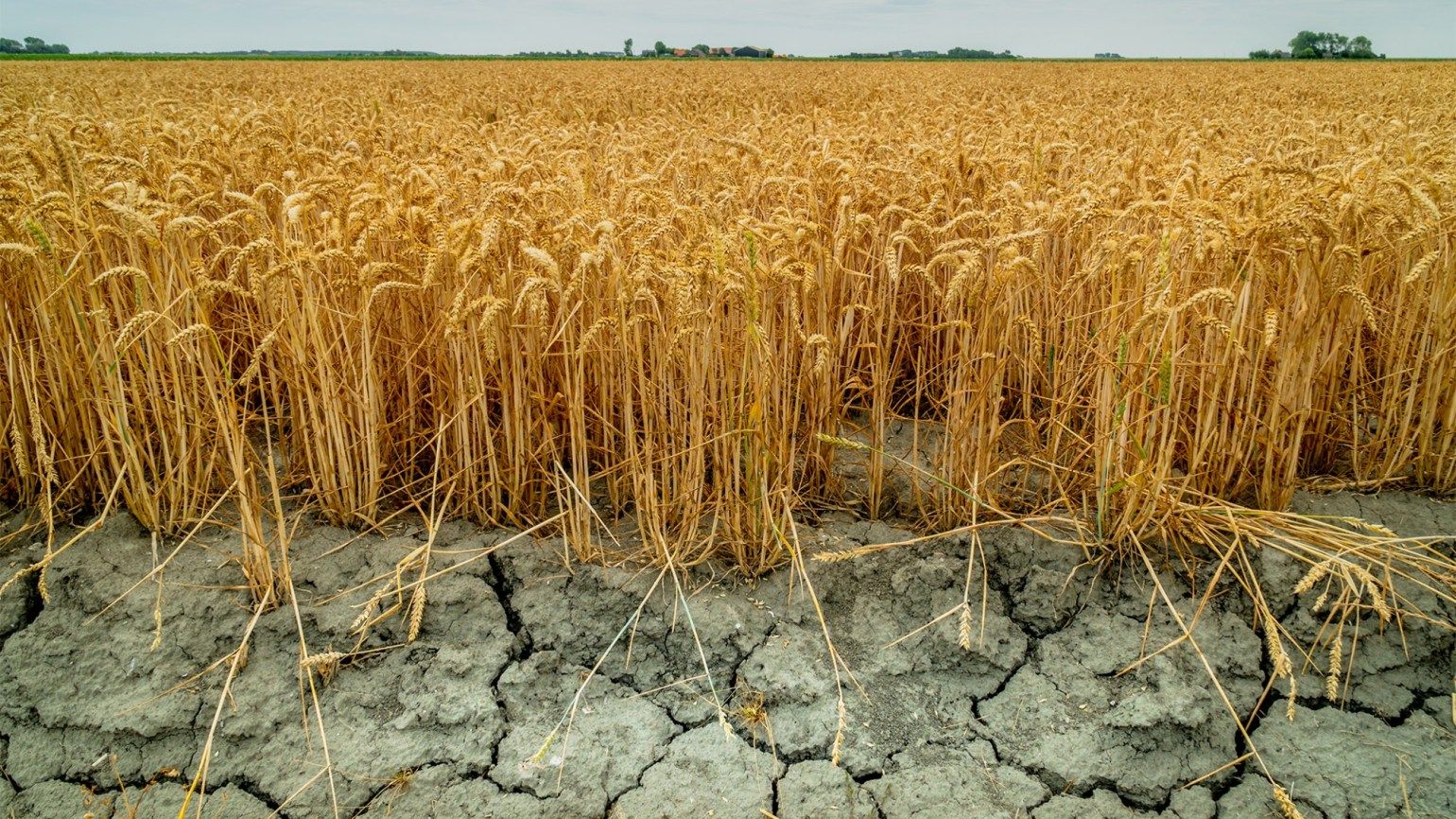 seceta românia irigare - AgroExpert.md