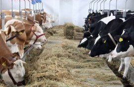 zootehnie lege Moldova - AgroExpert.md