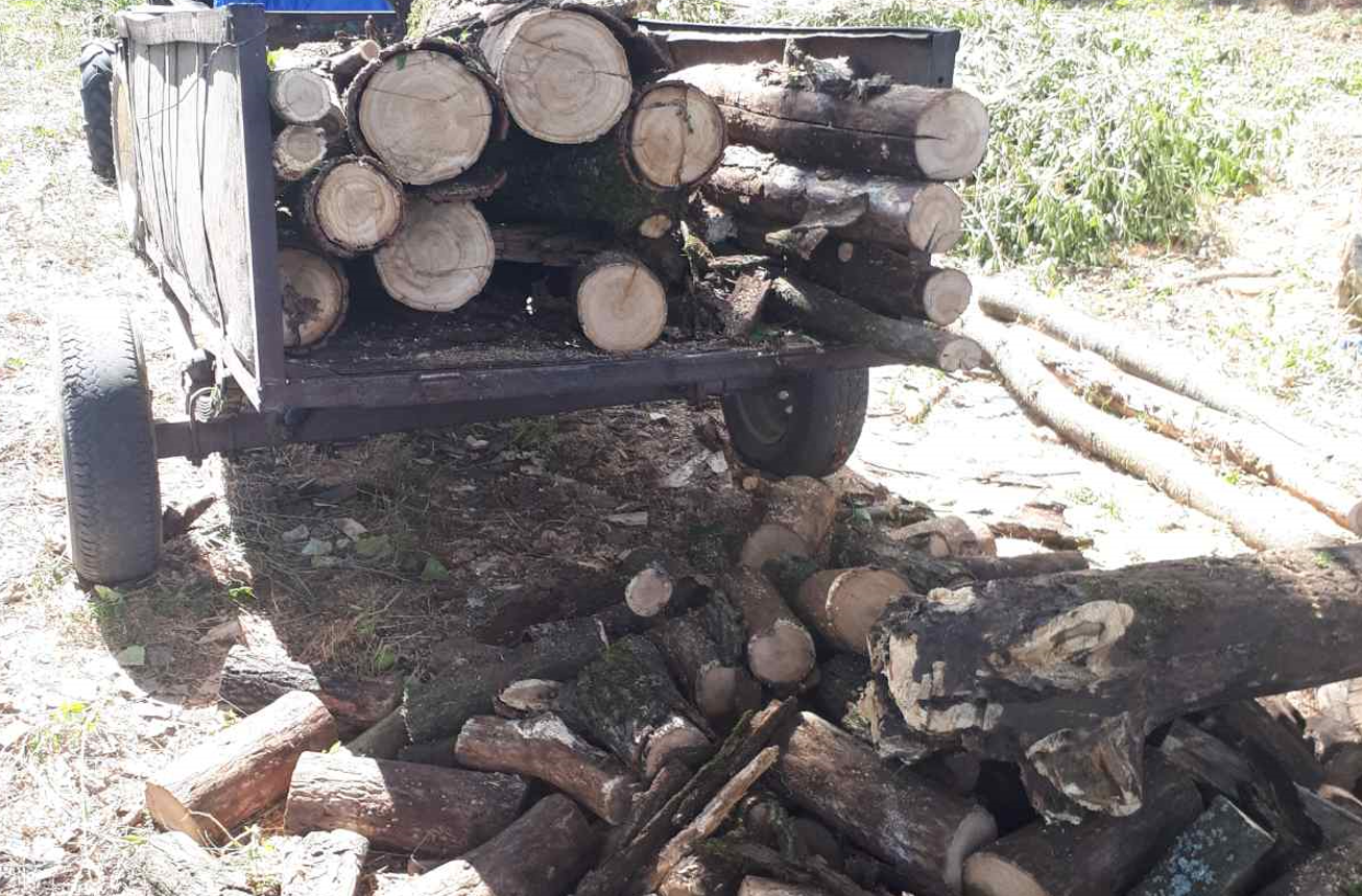 tăieri hoți lemne - AgroExpert.md