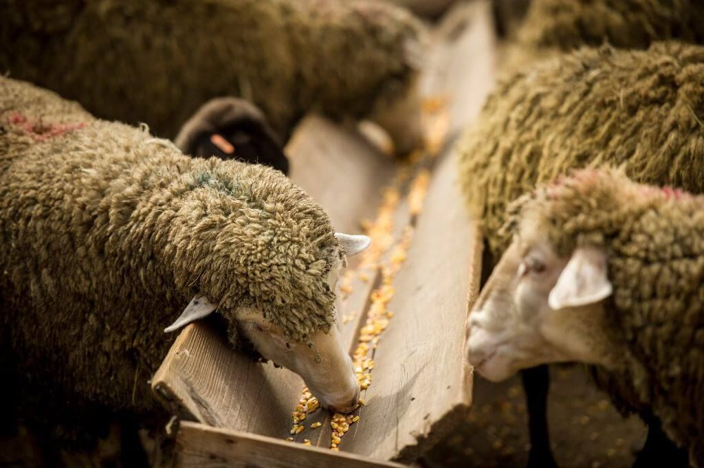 Investitii egiptene in sectorul ovinelor- AgroExpert.md