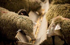 Investitii egiptene in sectorul ovinelor- AgroExpert.md