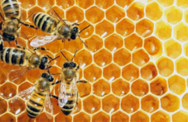 Медосбор с подсолнечника резко сократится. Пчеловоды запросили помощь правительства на поддержку пчелосемей   