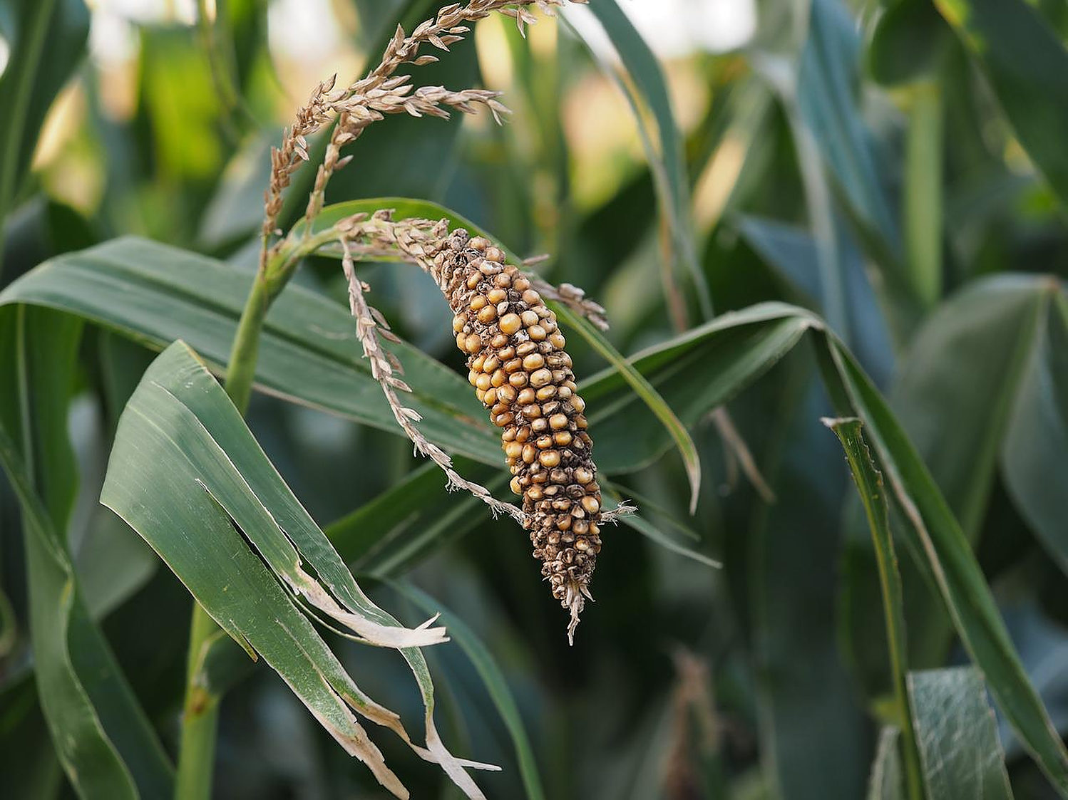 porumb seceta România - AgroExpert.md