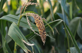 porumb seceta România - AgroExpert.md