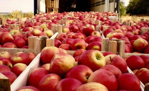 mere recoltă agricultori - AgroExpert.md