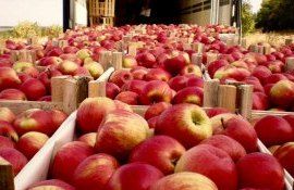 mere recoltă agricultori - AgroExpert.md