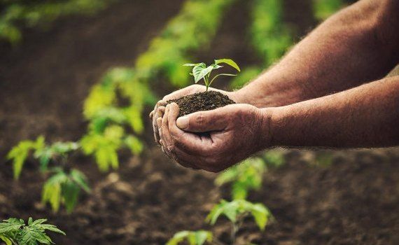 productie fermieri recolta