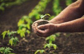 productie fermieri recolta