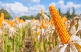 porumb recoltă UE - AgroExpert.md