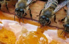 Ion Maxim: ”Ajutor direct așa cum am solicitat noi, apicultorii, deocamdată nu vom avea”