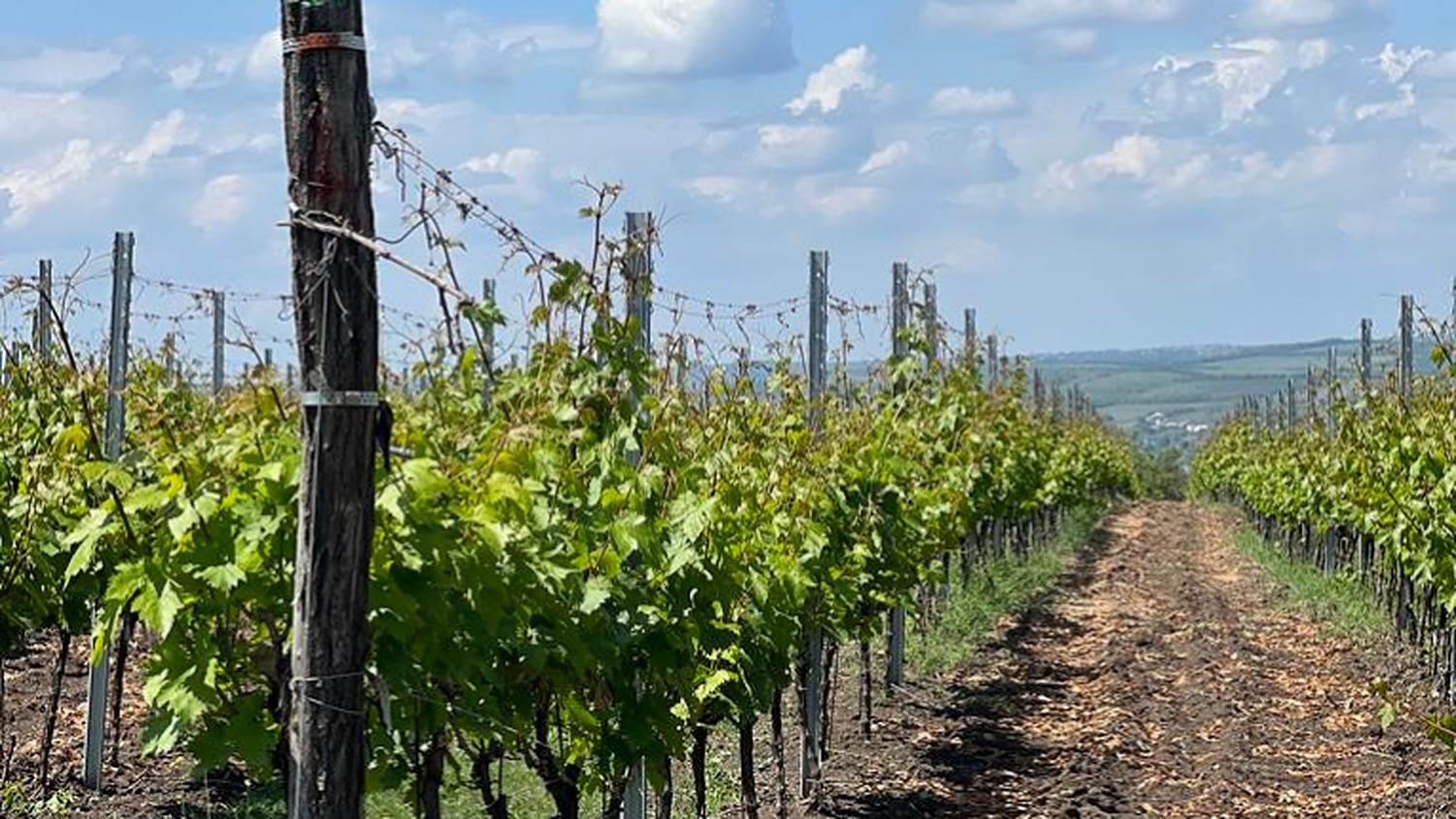 cricova business vin - AgroExpert.md