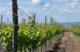 cricova business vin - AgroExpert.md