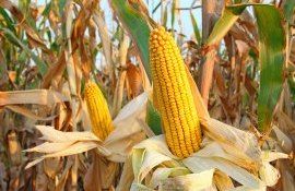 porumb recolt[ UE - AgroExpert.md