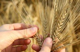 De ce înființarea de toamnă este esențială pentru optimizarea randamentului