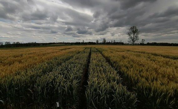 recoltă randament fermieri - AgroExpert.md