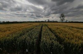 recoltă randament fermieri - AgroExpert.md