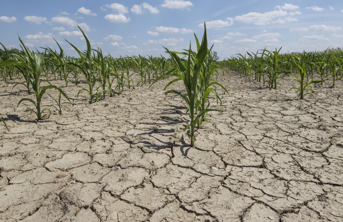 seceta fermieri România - AgroExpert.md