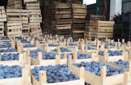 prune exeport UE - AgroExpert.md