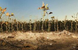 secetă România culturi - AgroExpert.md