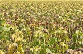 secetă floare compromisă - AgroExpert.md